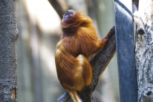 New hires keep Micke Grove Zoo swinging