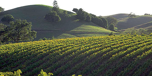Sara’s place: Sonoma