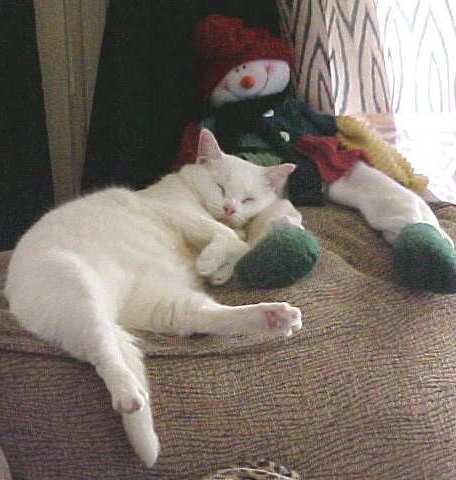 Snowy & Buddy