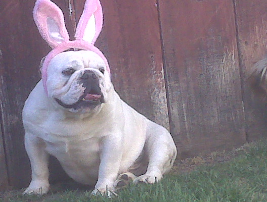 Easter Bunny