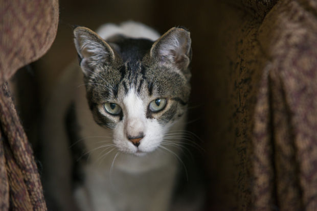 Saving cats of all colors and backgrounds