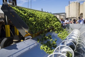 A vintage tradition at Woodbridge Winery 