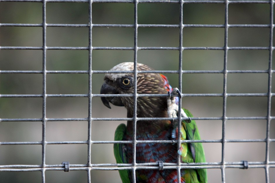 News-Sentinel reporters play zookeepers for a day