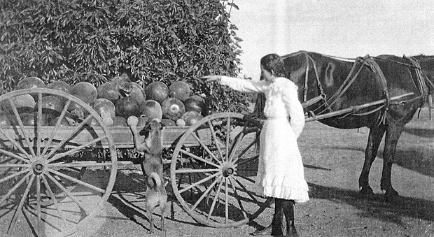 1912 saw campaign for doggie drinking fountain
