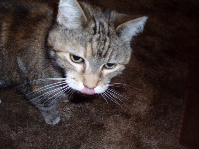 Lady the Chop Licker