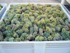 2010 Chardonnay