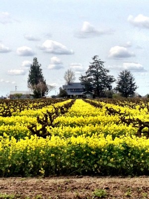 Wine Country
