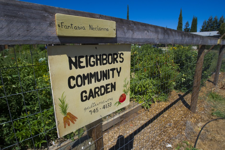 Growing community one tomato, zucchini, watermelon, pumpkin, strawberry at a time 