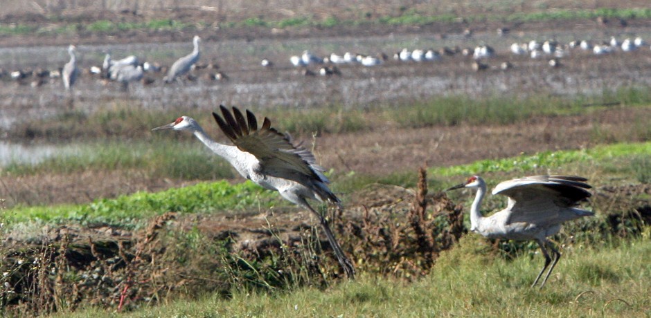 Sandhill Crane Festival