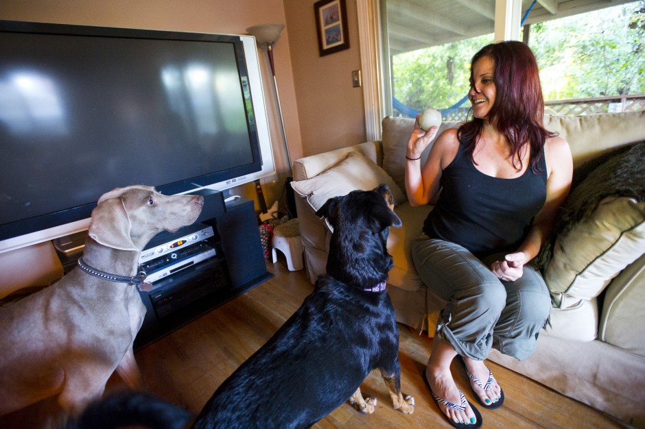 Valley fever can affect dogs, too