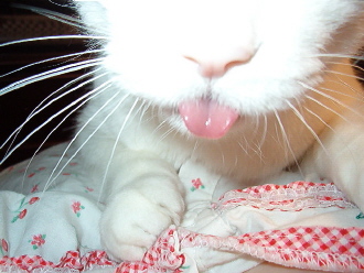 Pets gone wild
