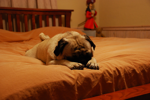 Pugsley is done for the day