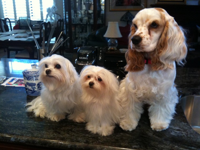 Tommy, Sassy & Sweetie
