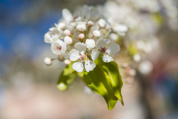 Looking like spring in Lodi