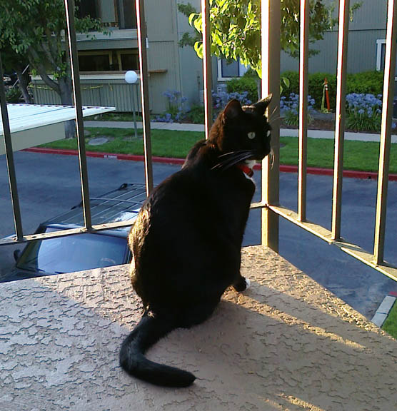 Blackie