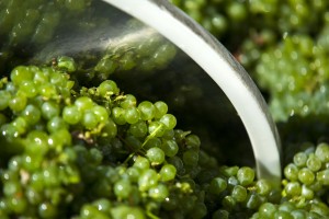 A vintage tradition at Woodbridge Winery 