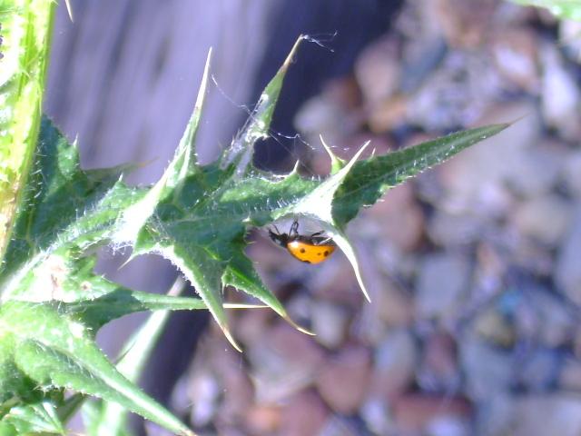 Spring Time Lady...Bug