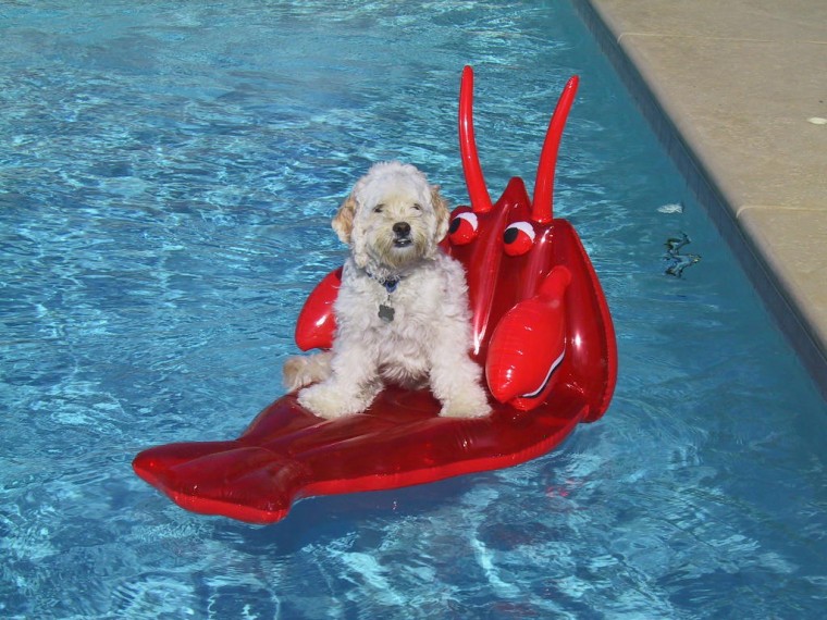 Jake enjoying the pool!