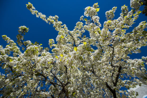 Looking like spring in Lodi