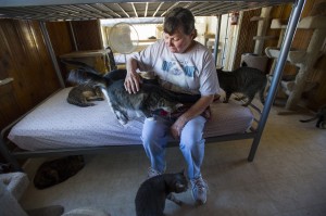 Galt cat shelter seeks donations to keep doors open