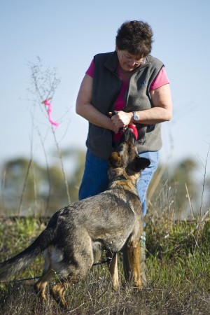 Cadaver dogs can play a key role in high-profile murder investigations
