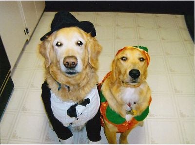 Sammy and Scout can't wait for Halloween!