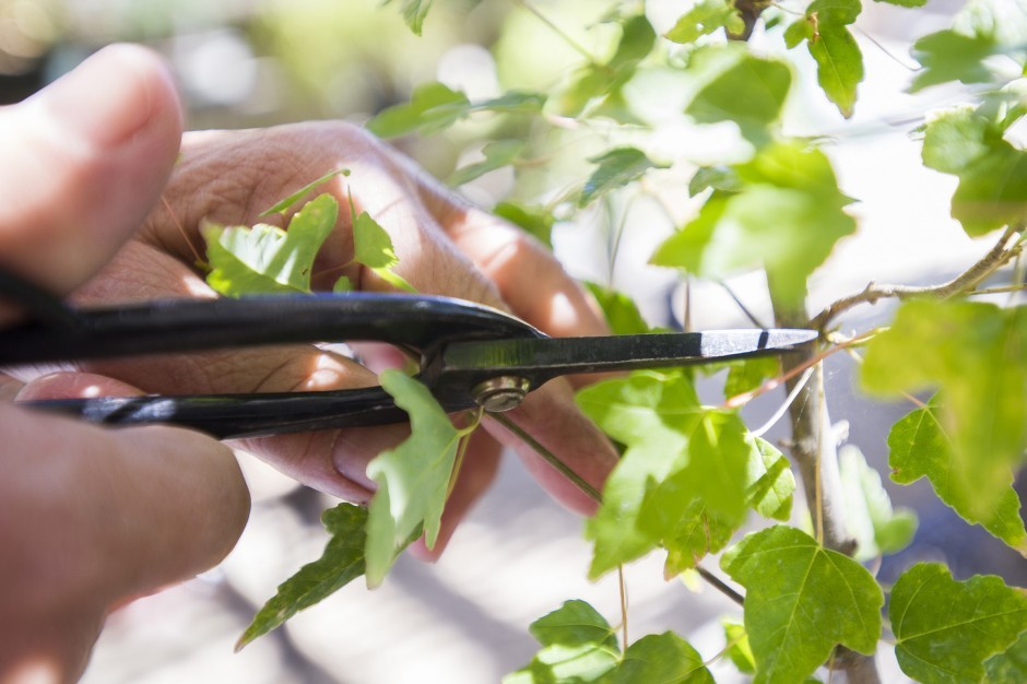 Merry Sasaki helps nurture a garden of trees into skillfully designed bonsai