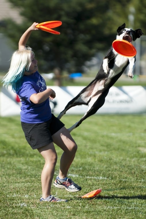 Jumping for joy: California dogs go for a state title in disc competition