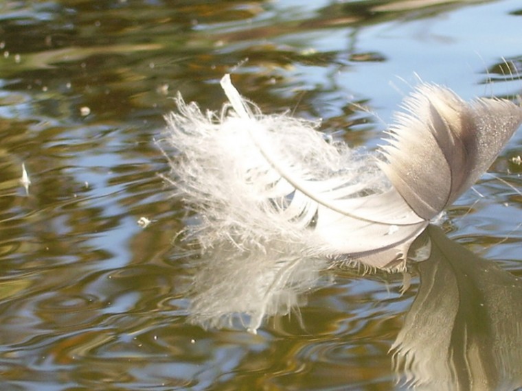 feather