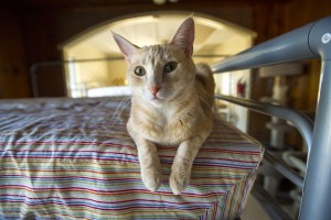 Galt cat shelter seeks donations to keep doors open