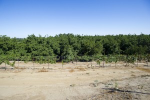 Walnut orchard in Lockeford protected from development