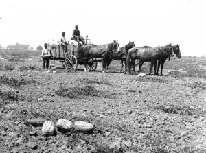 Watermelons were once Lodi’s top crop