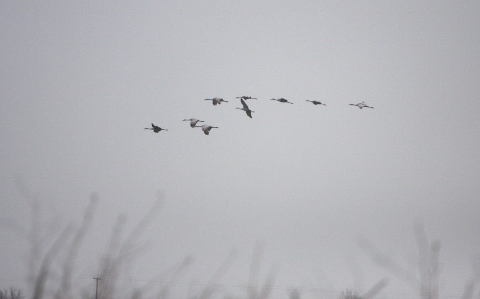 Galt Winter Bird Festival 