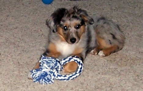 Harley with rope toy