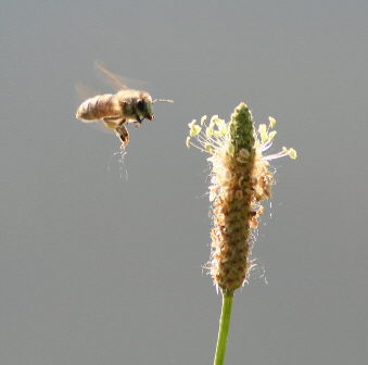 Busy Bee