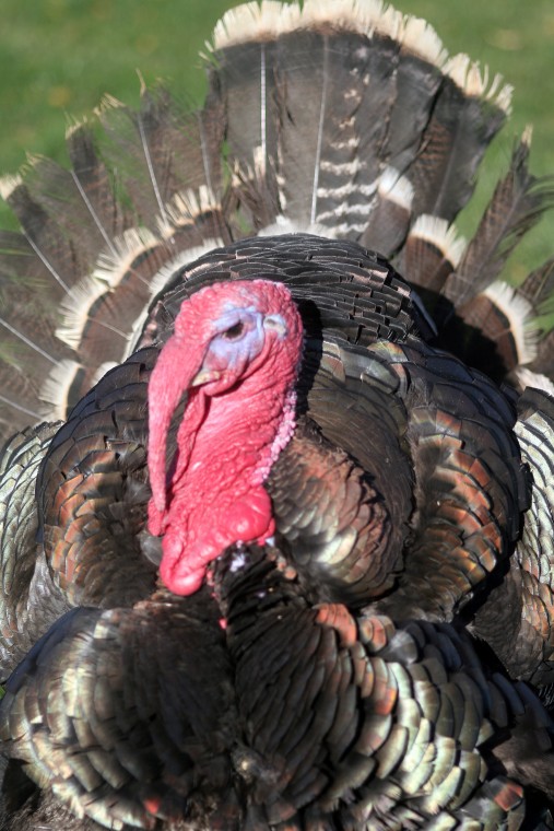 Thanksgiving on the farm