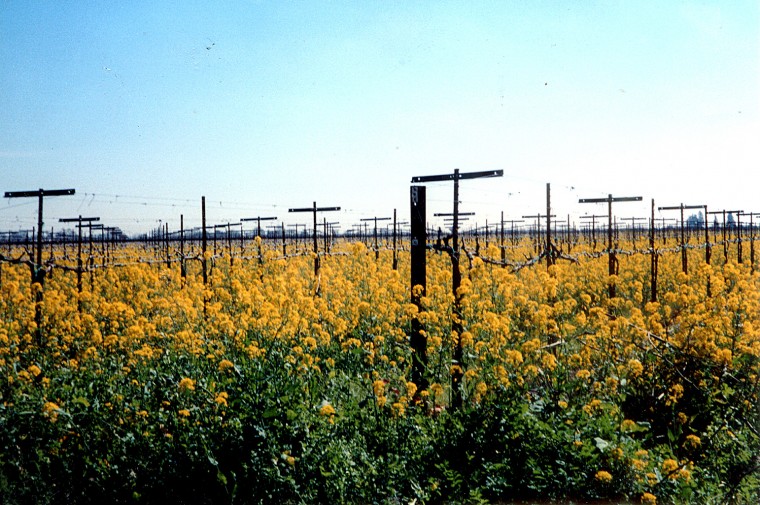 Mustard plants in bloom
