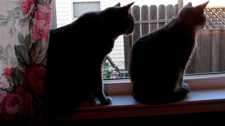 Out the Window