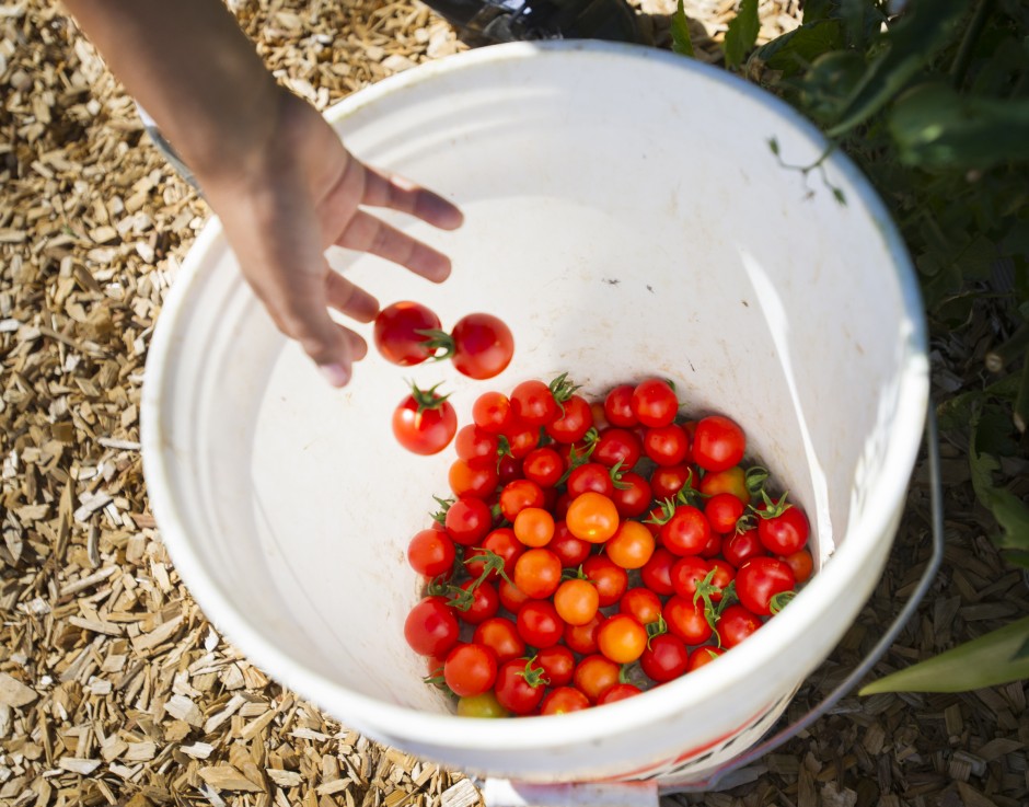 Growing community one tomato, zucchini, watermelon, pumpkin, strawberry at a time 