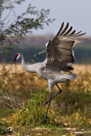 On land, cranes can really dance.