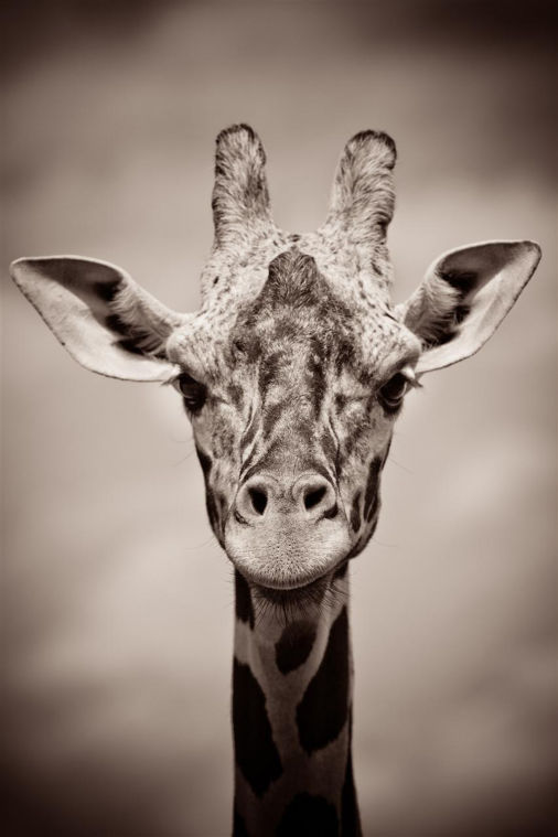 Lodi Community Art Center now featuring its first-ever local photography show