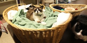 Cold weather words of wisdom for pet owners
