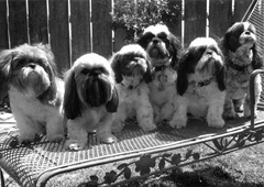 weigumdogs.jpg