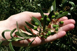 Commodity of the future: Olive oil