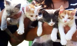Tail-waggers