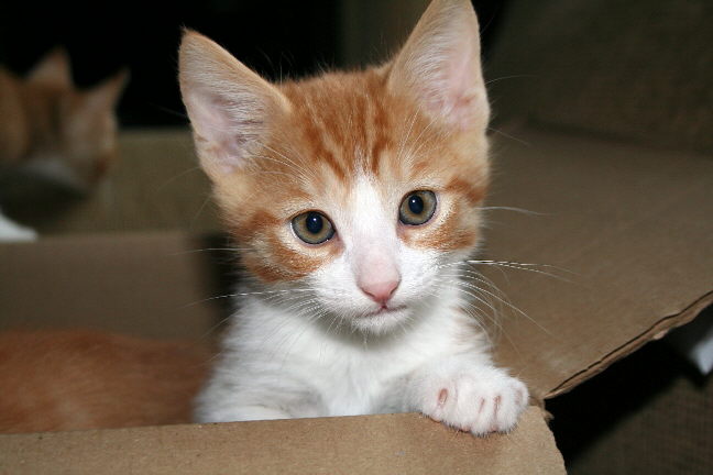 Kitty in the box