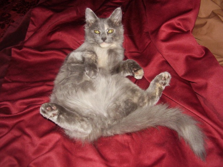 cat