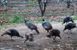 Wild turkeys