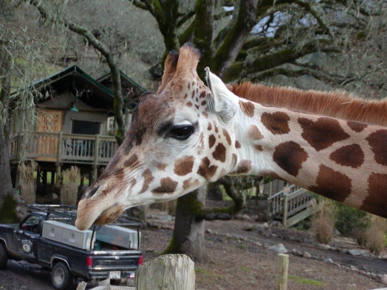 Giraffe eating a truck