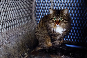 Feral cats find new lives and homes as pest control experts